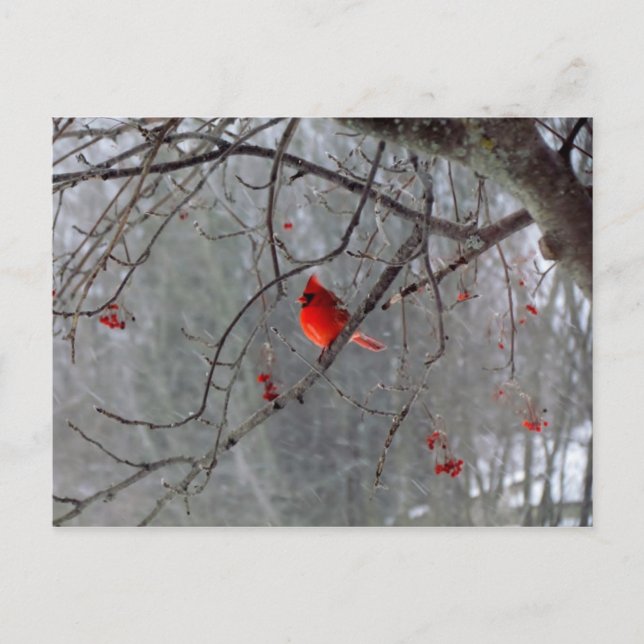 Postal Cardenal de invierno (Anverso)