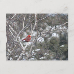 Postal Cardenal de invierno