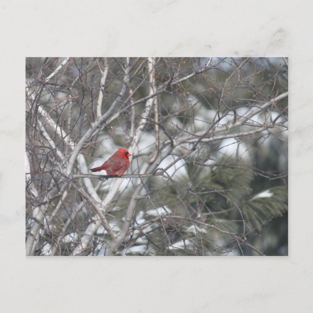 Postal Cardenal de invierno (Anverso)