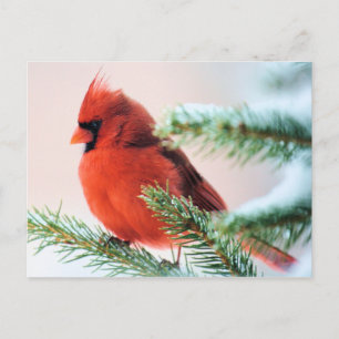 Postal Cardenal de nieve destituido