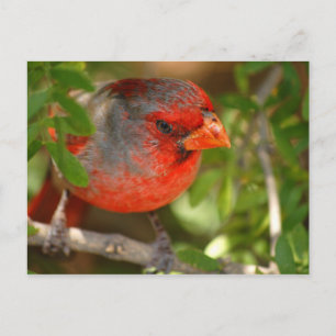 Postal Cardenal del desierto