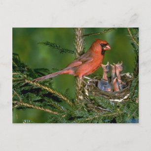 Postal Cardenal del Norte con jóvenes