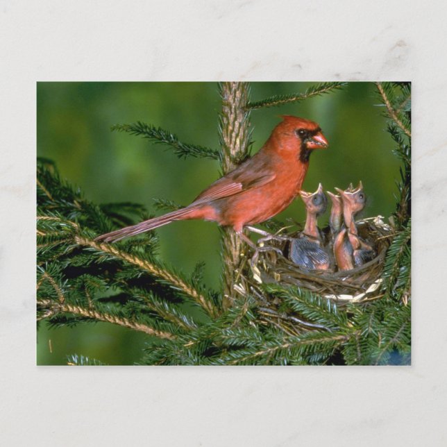 Postal Cardenal del Norte con jóvenes (Anverso)