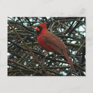 Postal Cardenal del norte en la vid de uva