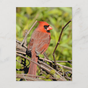 Postal Cardenal del Norte en Michigan