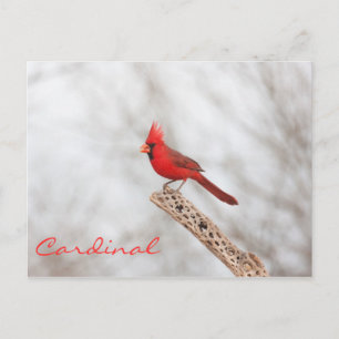 Postal Cardenal del Norte en una rama