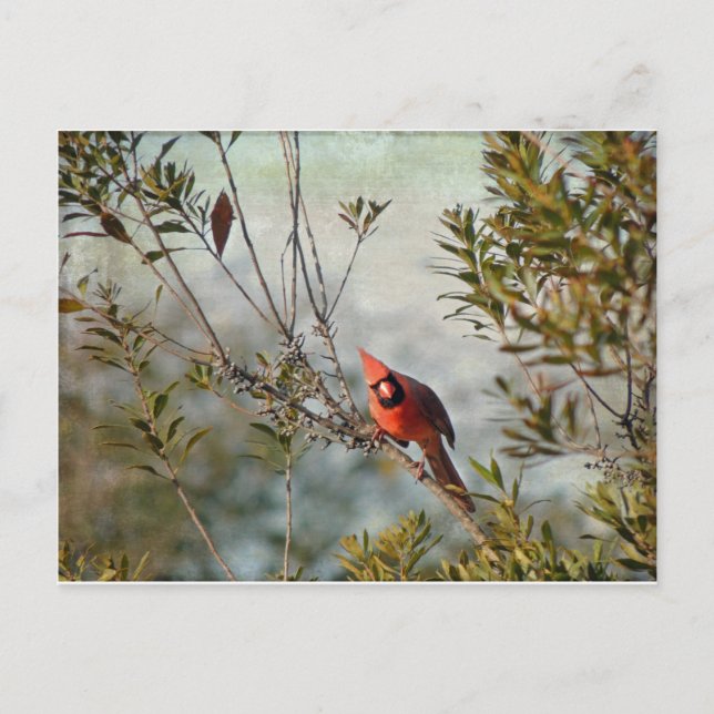 Postal Cardenal del Norte en Wax Myrtle (Anverso)