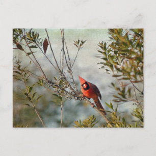 Postal Cardenal del Norte en Wax Myrtle