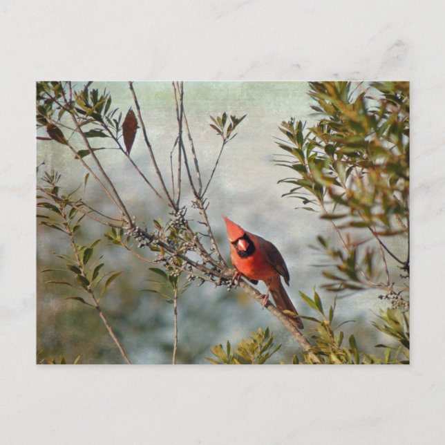 Postal Cardenal del Norte en Wax Myrtle (Anverso)