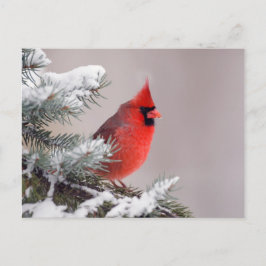 Postal Cardenal Del Norte Encaramado En Un Árbol