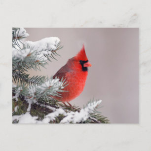 Postal Cardenal Del Norte Encaramado En Un Árbol