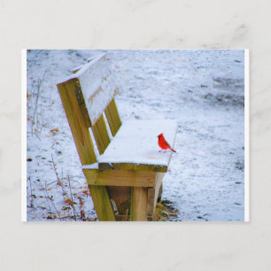 Postal cardenal en el banco