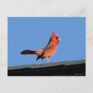 Postal Cardenal en el techo