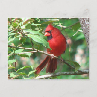Postal Cardenal en Holly Postcard