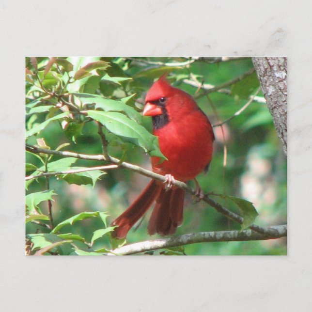 Postal Cardenal en Holly Postcard (Anverso)