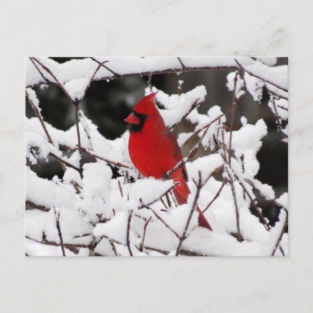Postal Cardenal en Nieve - Ave (Anverso)