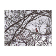 Cardenal en un árbol