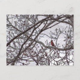 Postal Cardenal en un árbol