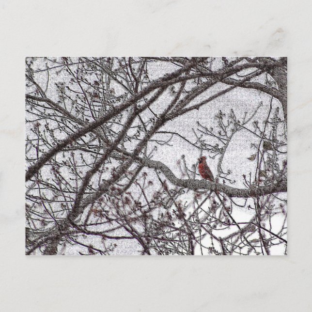 Postal Cardenal en un árbol (Anverso)