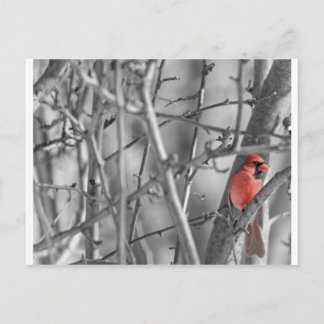 Postal Cardenal en un árbol