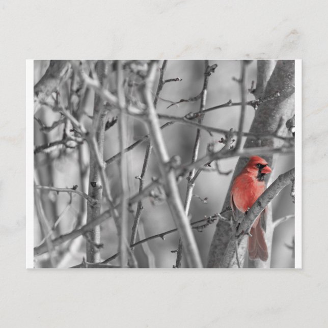Postal Cardenal en un árbol (Anverso)
