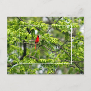 Postal Cardenal en un árbol de miel