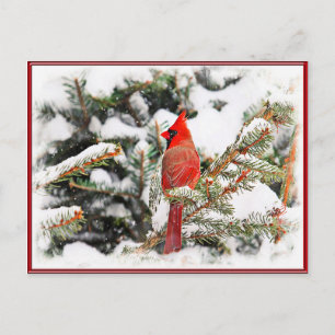 Postal Cardenal en un pino