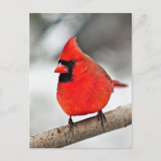 Postal Cardenal en una rama (Anverso)