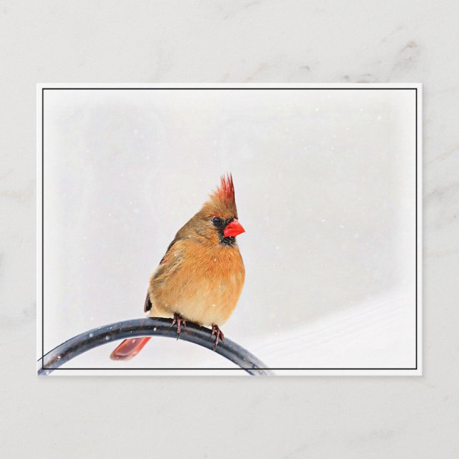 Postal Cardenal femenino (Anverso)