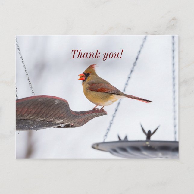 Postal Cardenal femenino a la hora del almuerzo gracias p (Anverso)