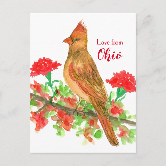 Postal Cardenal Femenino Amor A Las Aves De Ohio (Anverso)