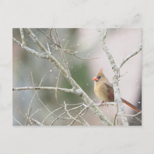 Postal Cardenal femenino en ramas de invierno