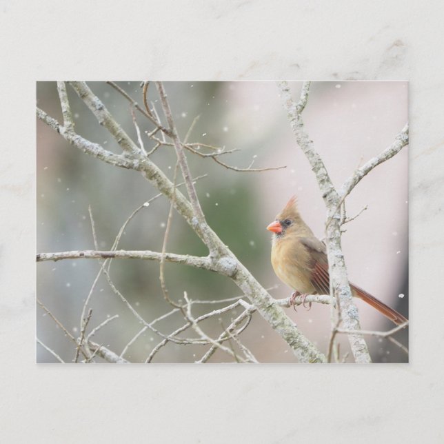 Postal Cardenal femenino en ramas de invierno (Anverso)