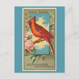 Postal Cardenal Grosbeak