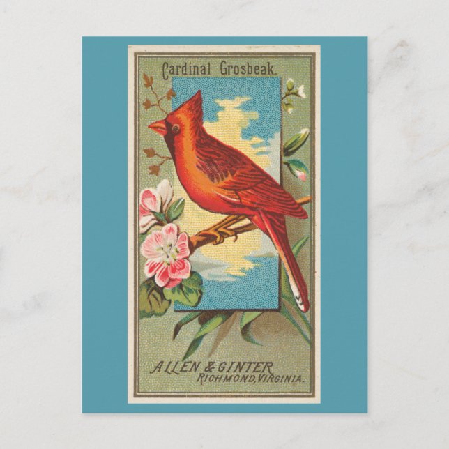 Postal Cardenal Grosbeak (Anverso)
