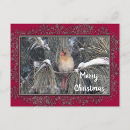 Postal Cardenal hembra 3225 marco de columna de nieve