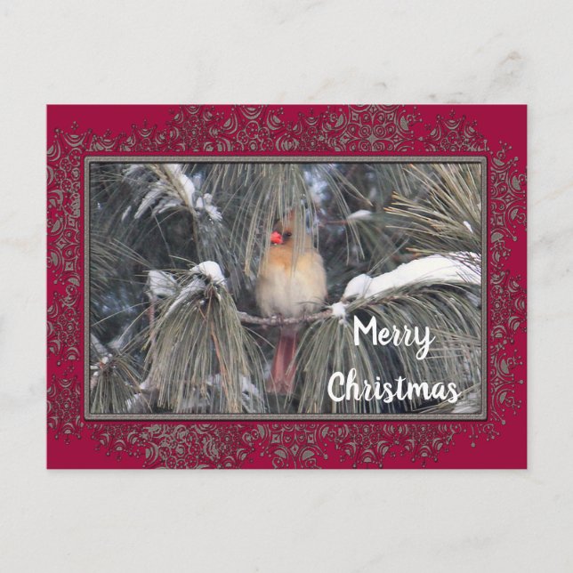 Postal Cardenal hembra 3225 marco de columna de nieve (Anverso)