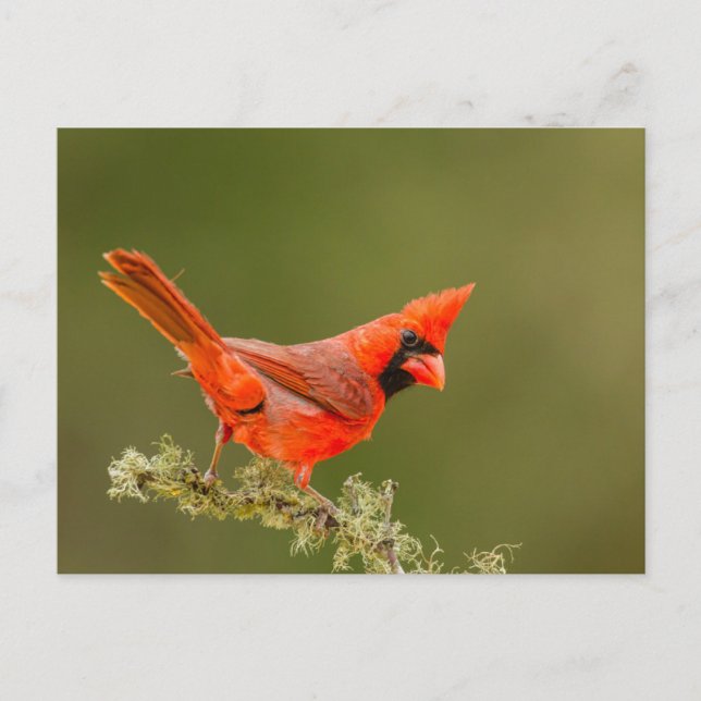 Postal Cardenal macho en rama (Anverso)