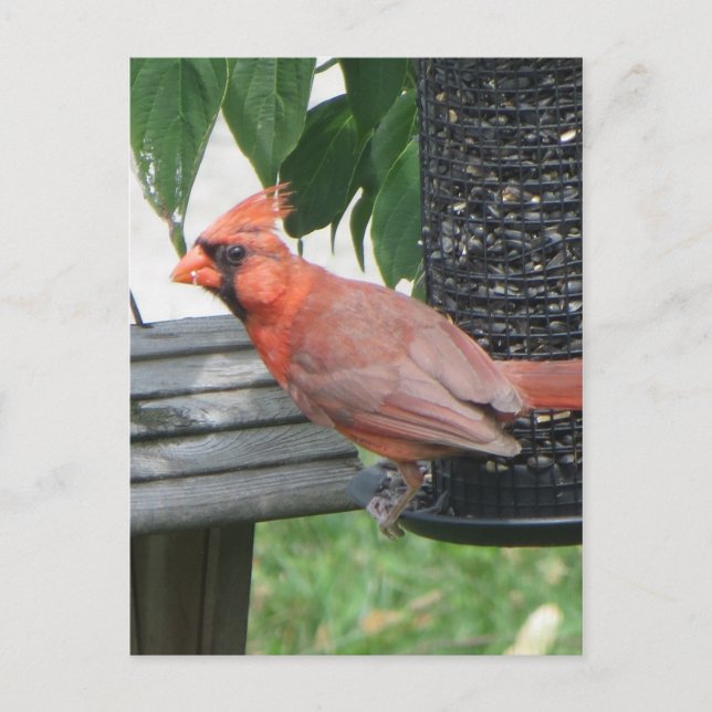 Postal Cardenal masculino (Anverso)