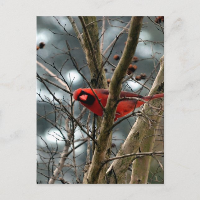 Postal Cardenal masculino jugando graciosamente (Anverso)