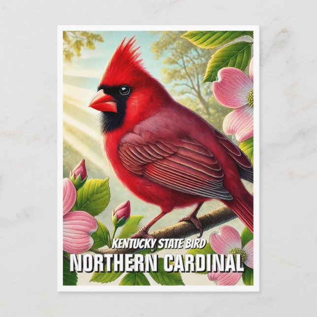 Postal Cardenal norte del estado de Kentucky (Anverso)