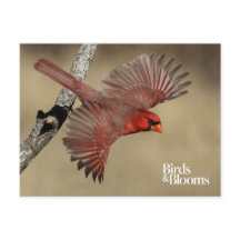 Cardenal Norte En Vuelo