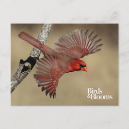 Postal Cardenal Norte En Vuelo