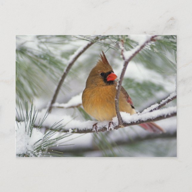 Postal Cardenal norte hembra en pino nevado, (Anverso)