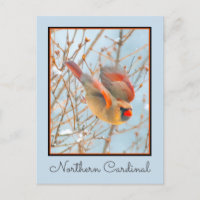 Cardenal Norte Vuelo - Fotografía Original