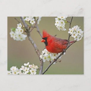 Postal Cardenal norteño