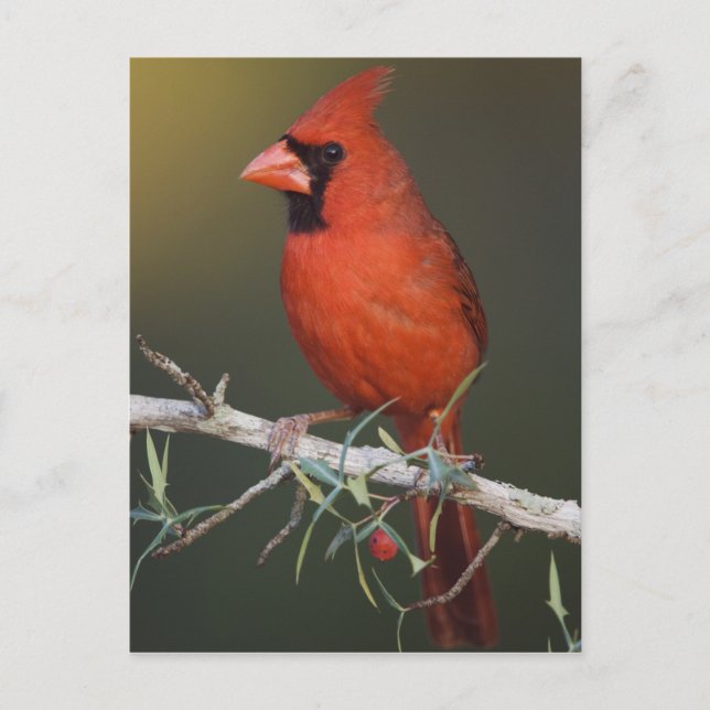 Postal Cardenal norteño, Cardinalis cardinalis, macho (Anverso)