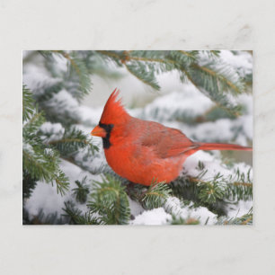 Postal Cardenal norteño en árbol de abeto balsámico en in