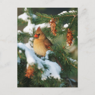 Postal Cardenal norteño en árbol, Illinois
