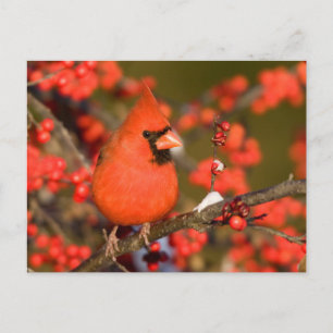 Postal Cardenal Norteño en Winterberry Común
